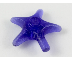 Starfish / Sea Star