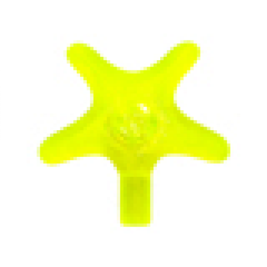 Starfish / Sea Star