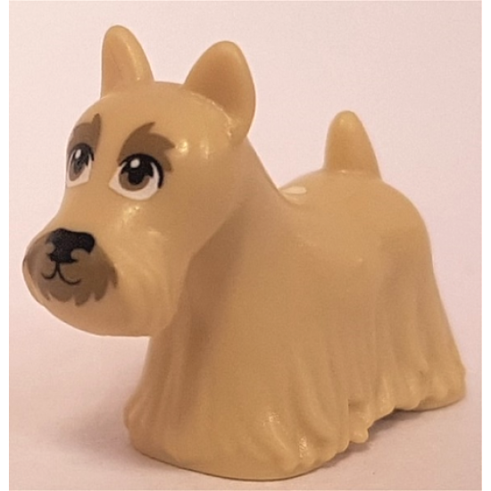 Dog, Terrier Scottish (Scottie) with Dark Tan Eyes, Eyebrows, and Muzzle Pattern