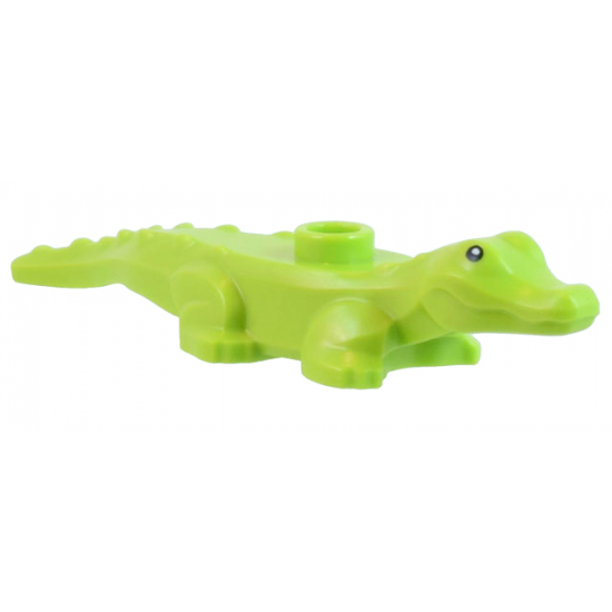 Alligator / Crocodile Baby Hatchling with Black Eyes and White Pupils Pattern