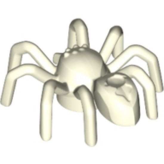 Spider with Elongated Abdomen