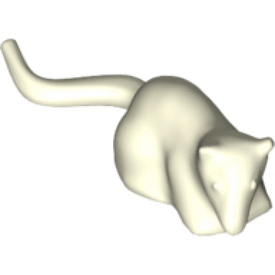 Rat