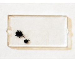 Glass for Window 1 x 2 x 3 with 2 Black Insects Pattern (Sticker) - Set 75904