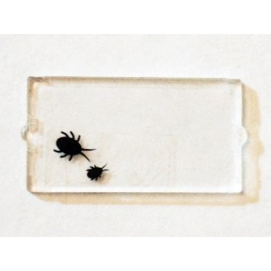 Glass for Window 1 x 2 x 3 with 2 Black Insects Pattern (Sticker) - Set 75904