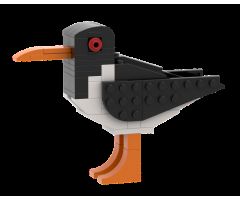 Simple Oystercatcher