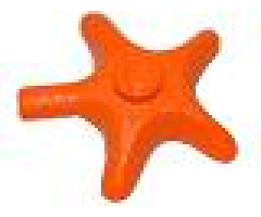 Starfish / Sea Star