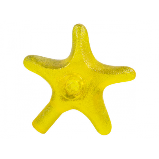 Starfish / Sea Star