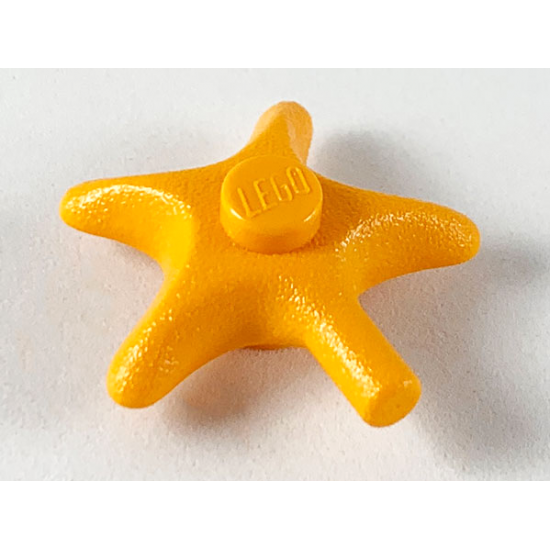 Starfish / Sea Star