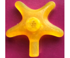 Starfish / Sea Star