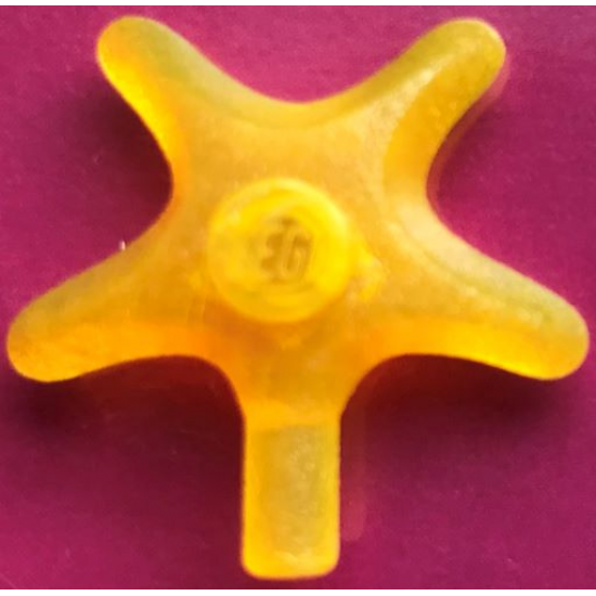 Starfish / Sea Star
