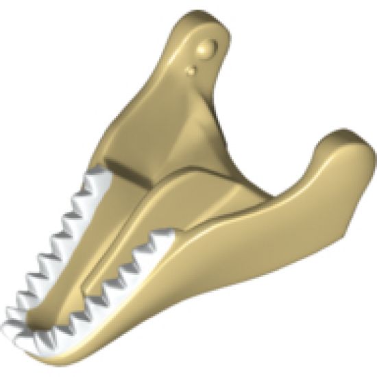 Animal, Body Part Dinosaur Jaw Lower Tyrannosaurus rex with White Teeth Pattern