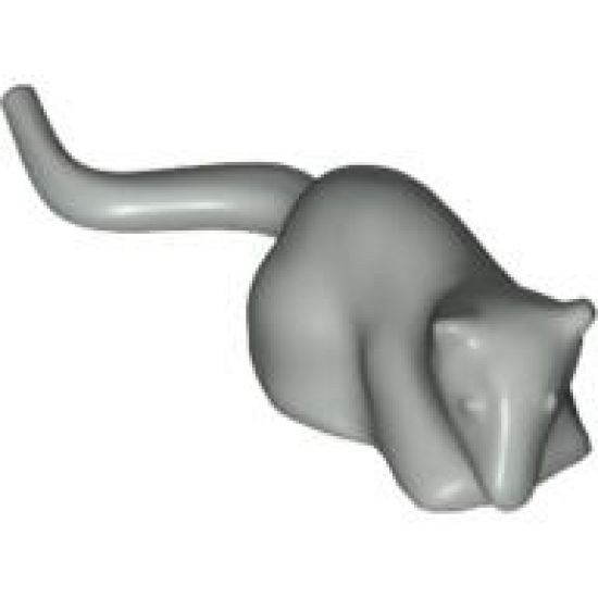 Rat