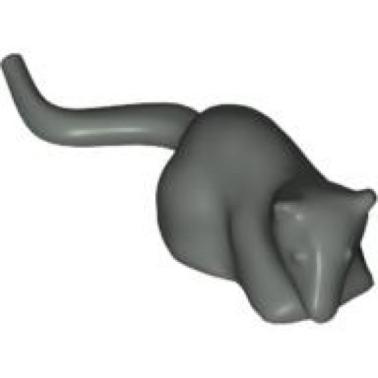 Rat
