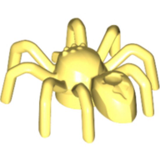 Spider with Elongated Abdomen
