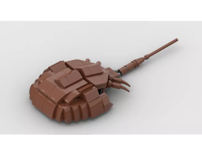 Horseshoe Crab