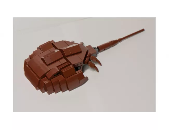 Horseshoe Crab