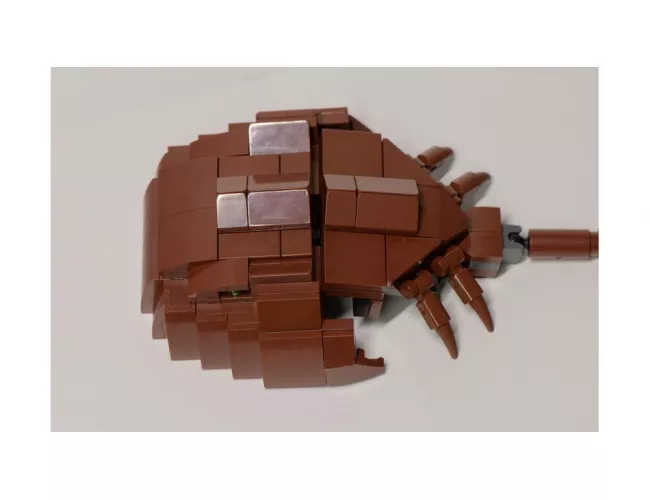 Horseshoe Crab