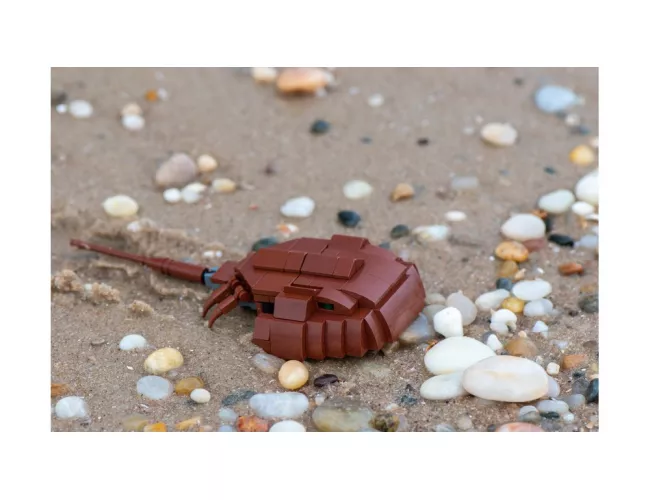 Horseshoe Crab